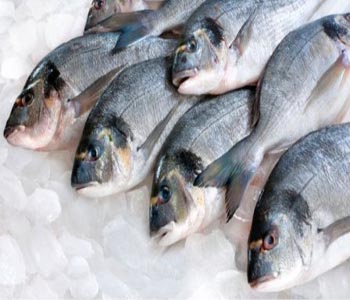 Fish Exporters Pakistan